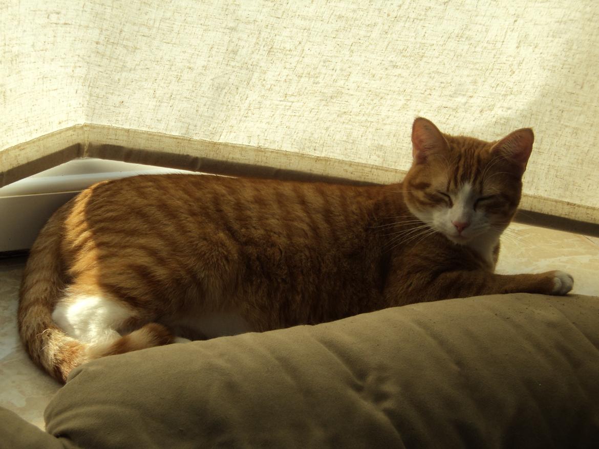 Huskat Garfield (Gaffe) R.I.P. - Så stor er jeg i dag - taget d. 14. marts 2012 :) billede 20