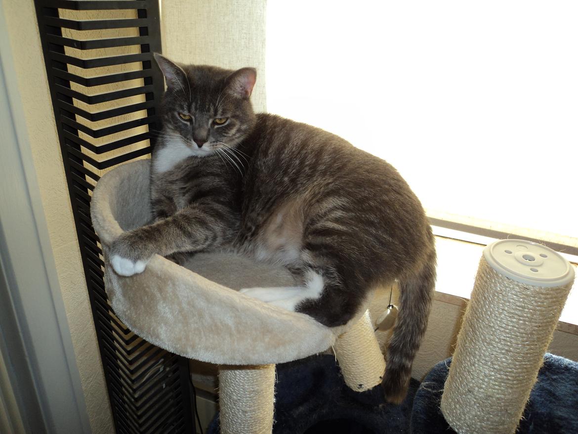 Huskat Zig Zag (Basse) - elsker at ligge her, så gør altid alt hvad jeg kan for at komme herop inden Gaffe og Kato kommer :D billede 19