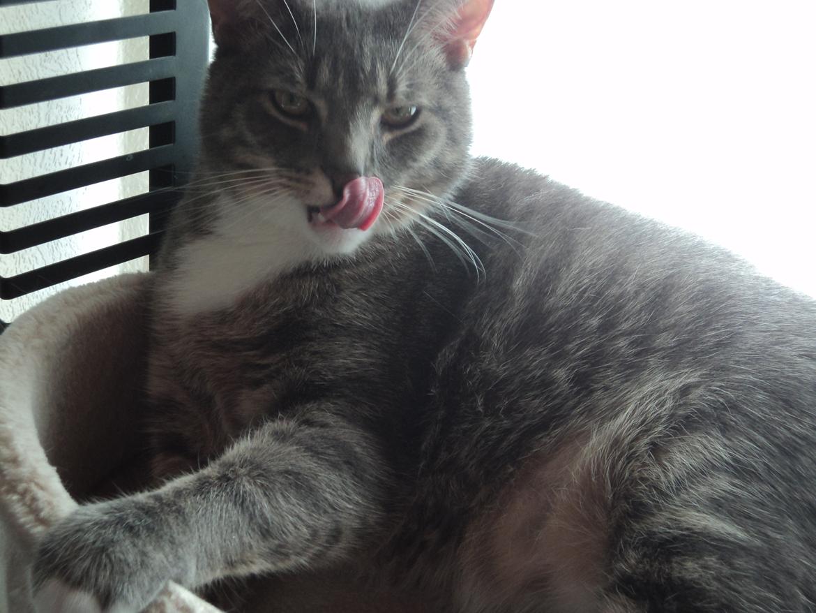 Huskat Zig Zag (Basse) - Smukke mig :) billede 1