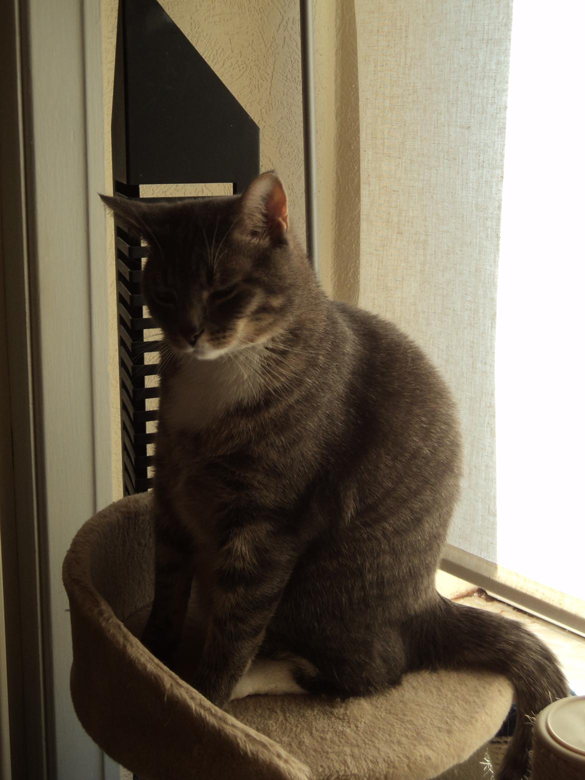 Huskat Zig Zag (Basse) - Så stor er jeg blevet - taget d. 14. Marts 2012 billede 20