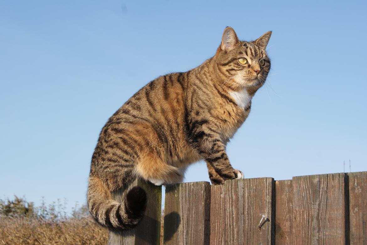 Huskat Dina - Min smukke hun mis !  billede 1