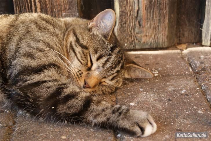 Huskat Dina - Dina tager sig en lur i solen :D  billede 2