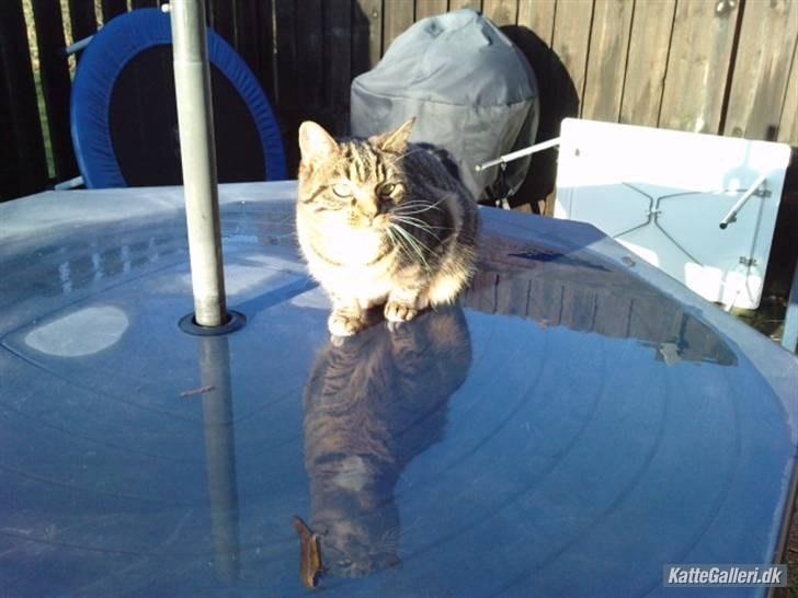 Huskat Dina - Dina tager sig en tår vand  ! :P billede 3