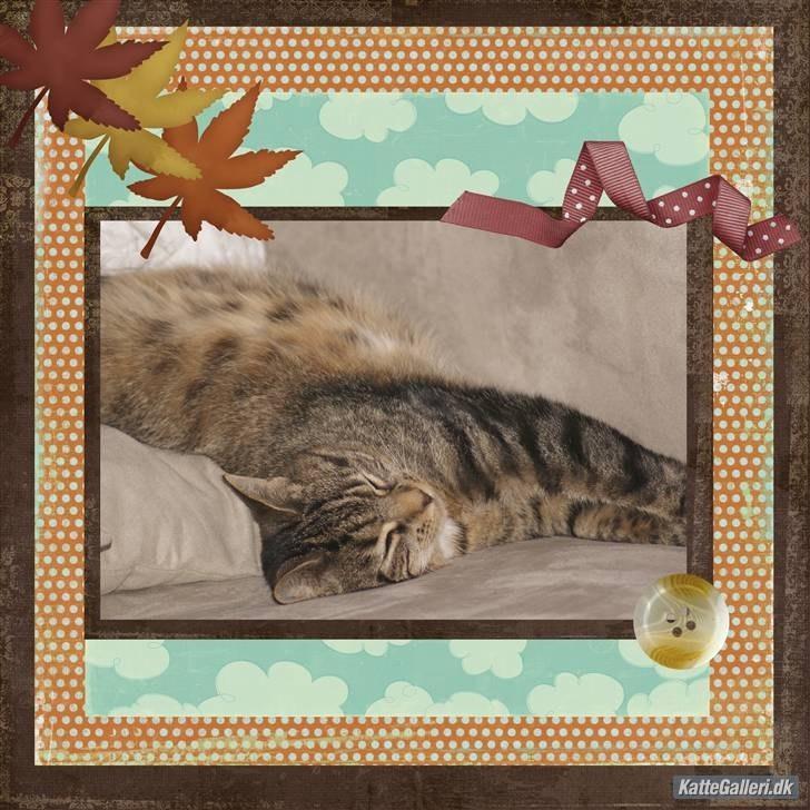 Huskat Dina - En lang og smuk misser ! :D :D :D  billede 4