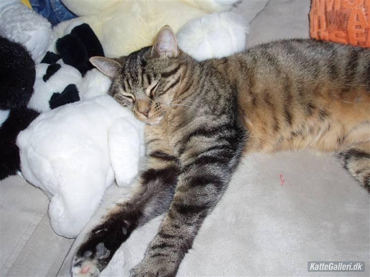 Huskat Dina billede 5