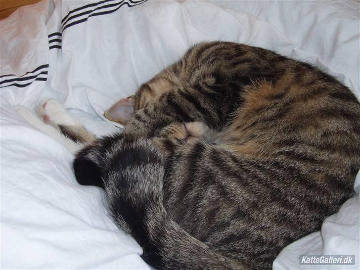 Huskat Dina billede 7