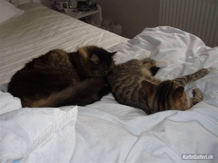 Huskat Dina - Jeg Elsker Jer !!! <3 billede 9