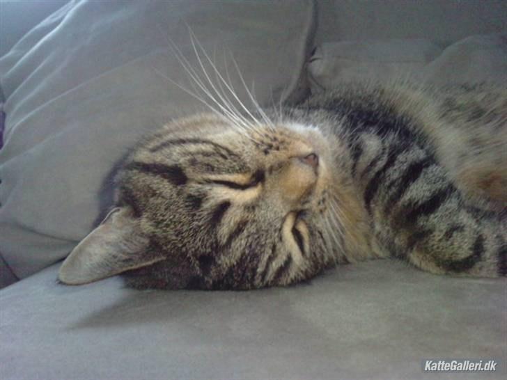 Huskat Dina billede 10