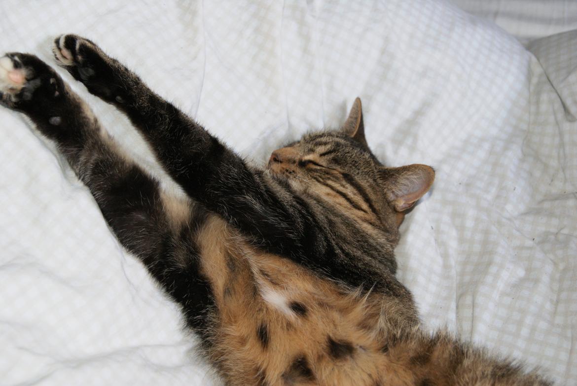 Huskat Dina billede 11