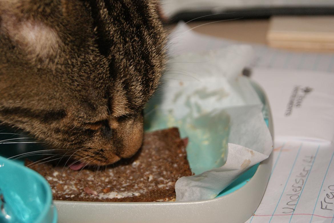 Huskat Dina - HaHa Sjov historie! !!
Jeg spiste lige den sidste mad fra min madpakke da jeg kom hjem fra skole, jeg havde lige lagt min rousbeef mad klar, da jeg lige skulle lukke hunden ind fra haven, da jeg så kom ind igen havde dina spiste alt roustbeefen og ramula billede 12