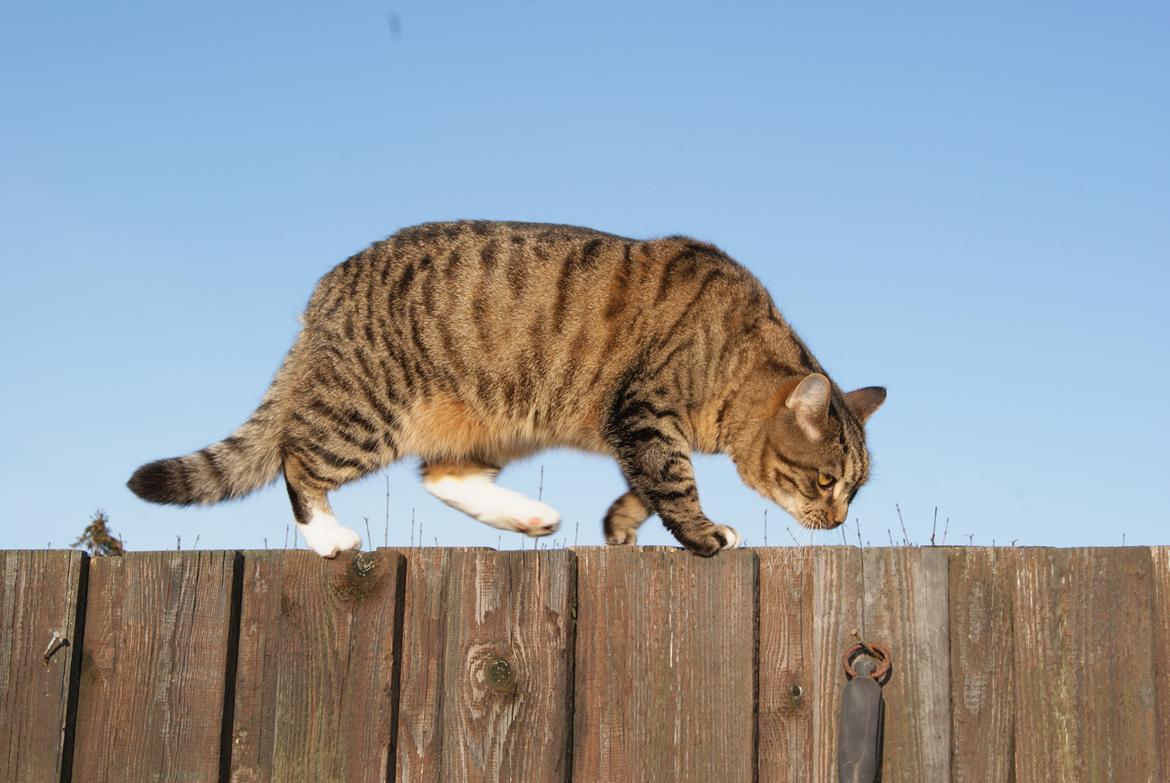 Huskat Dina - Balance :O  billede 13