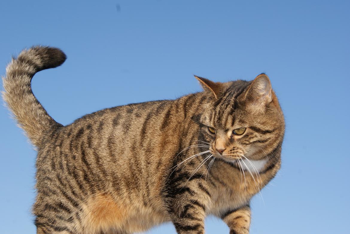 Huskat Dina billede 14