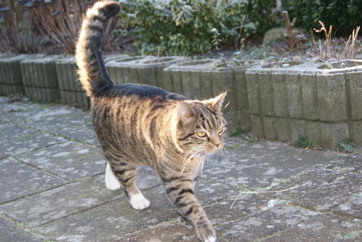 Huskat Dina - Dindin på vej ind :D  billede 15