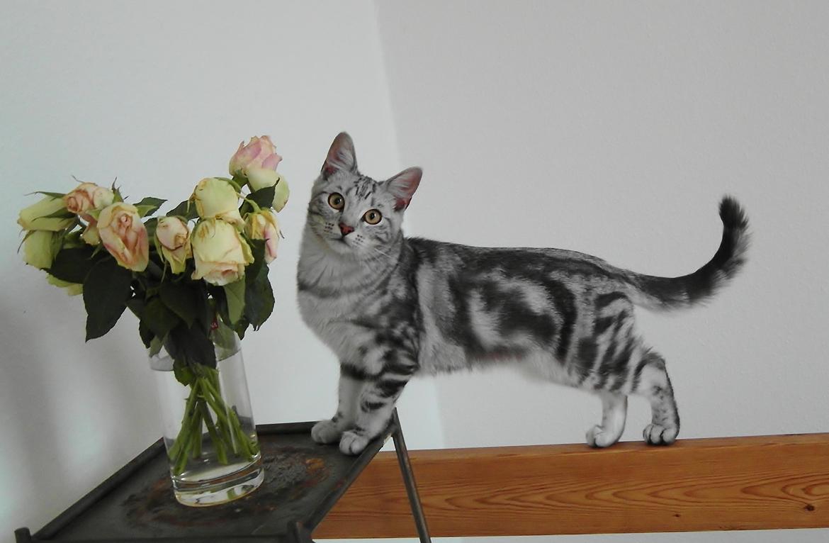 Europé Eife's Ebenezar McCoy - McCoy 5½ måned billede 12