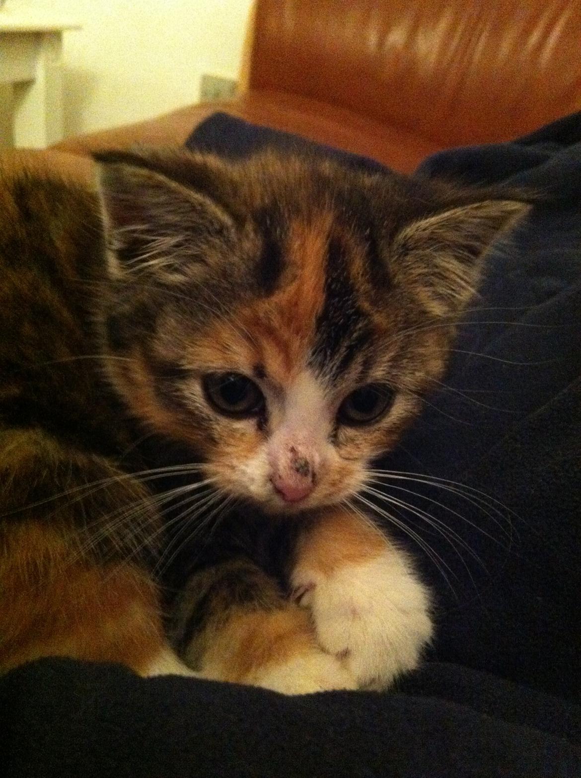 Huskat Lillefix - charmepigen billede 1