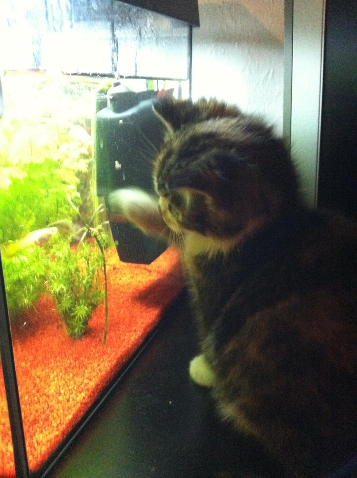 Huskat Lillefix - skal nok selv sørge for maden ... hihihih :-D billede 2