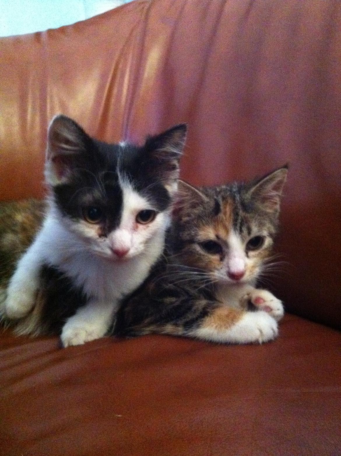 Huskat Lillefix - aaargh.. hun ligger altid på mig.. billede 3