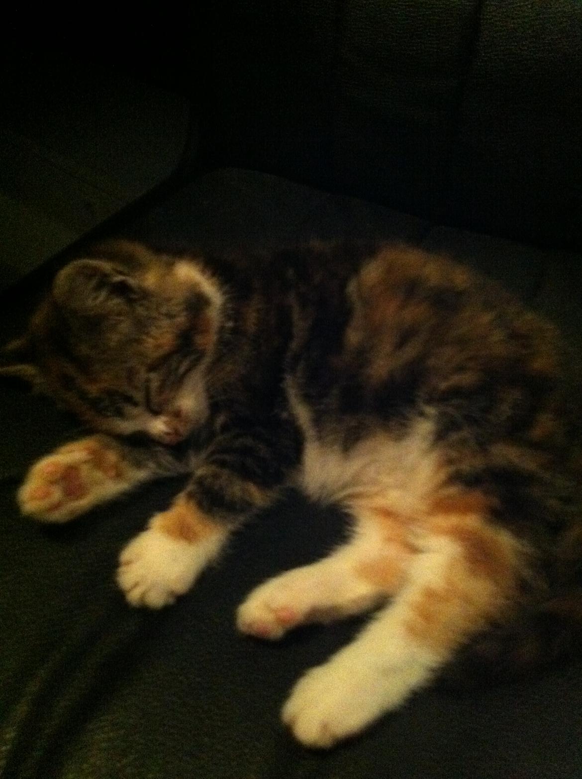 Huskat Lillefix - sove billede 4