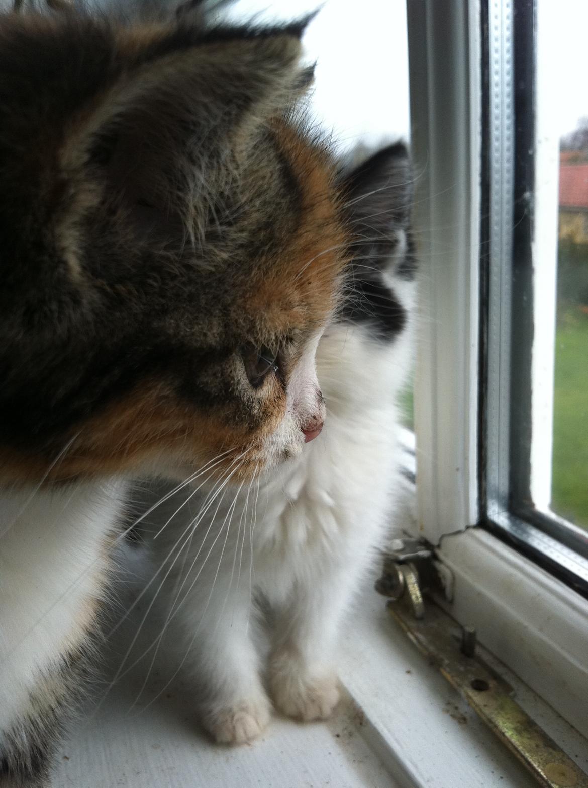 Huskat Lillefix - tjekker lige at alt er som det skal være udenfor billede 5