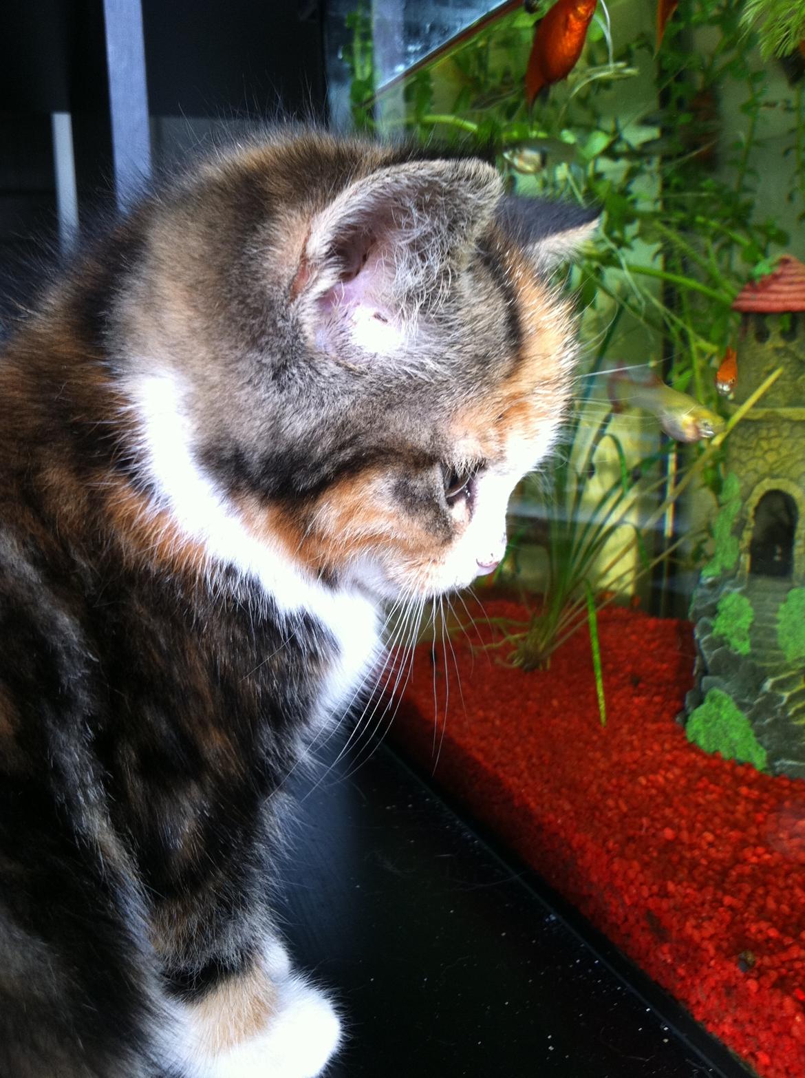 Huskat Lillefix - elsker fisk.. nammenam billede 6