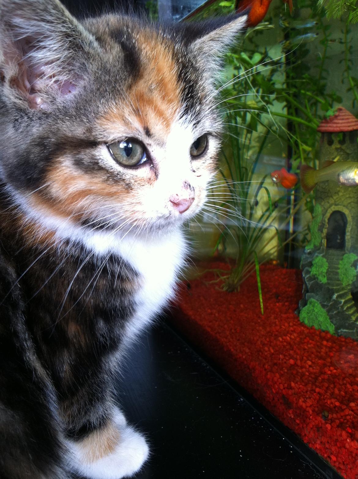 Huskat Lillefix - skønheden billede 7