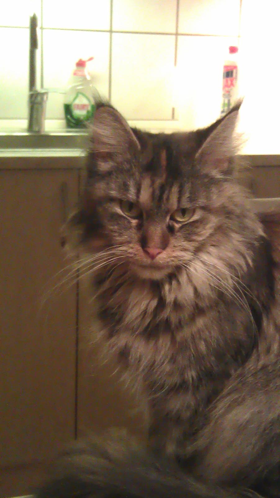 Maine Coon mille billede 5