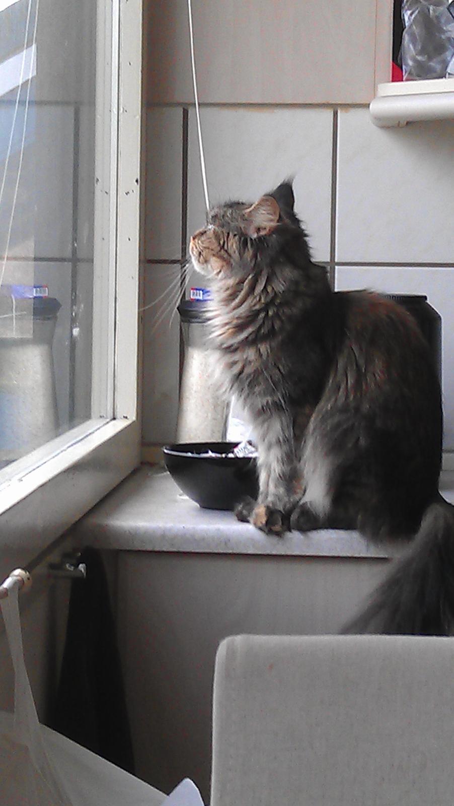 Maine Coon mille billede 6