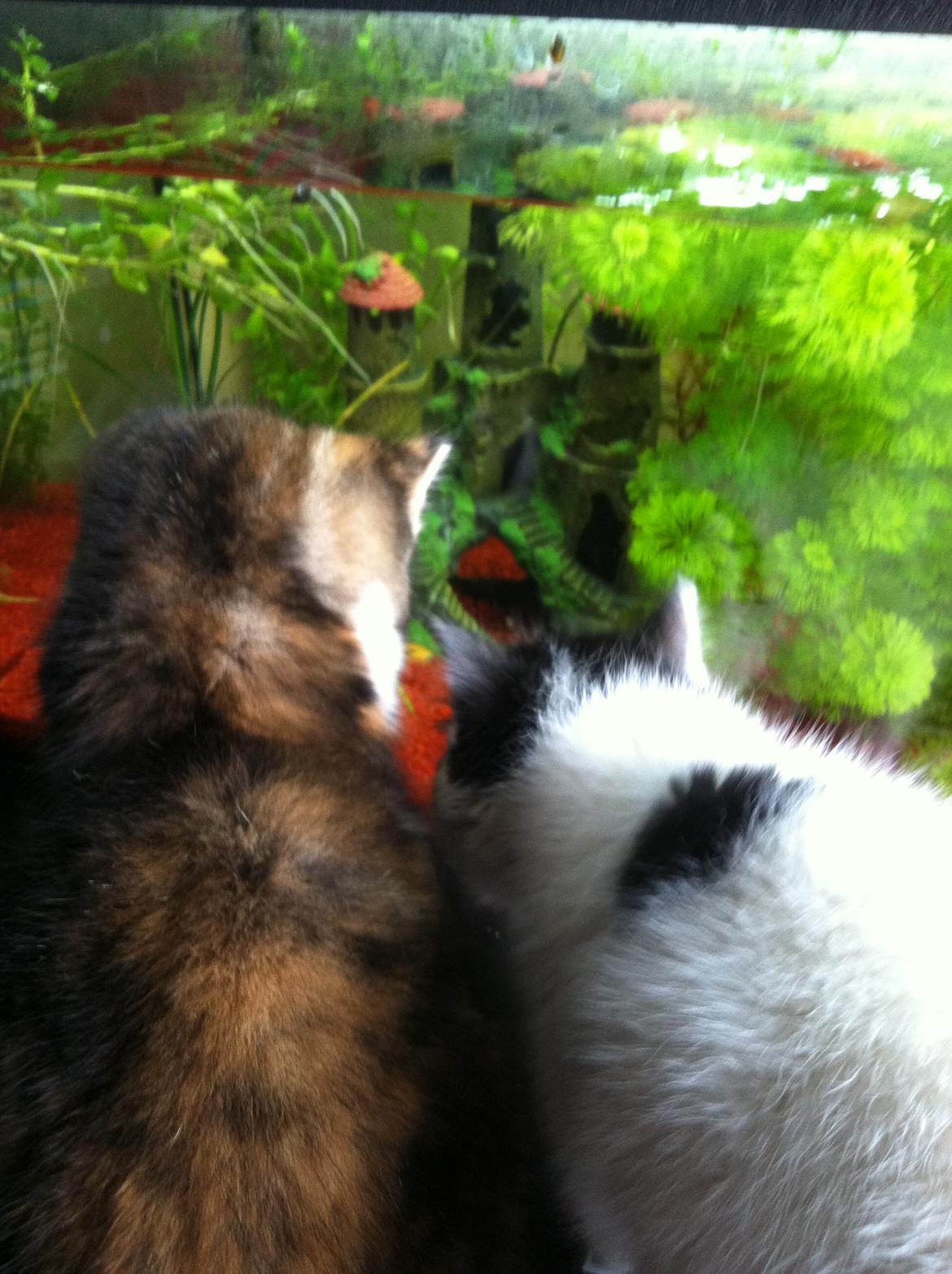 Huskat Lillefix - vi ligger taktik til fangst billede 8