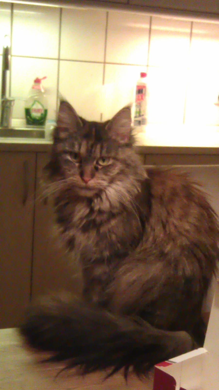 Maine Coon mille billede 8