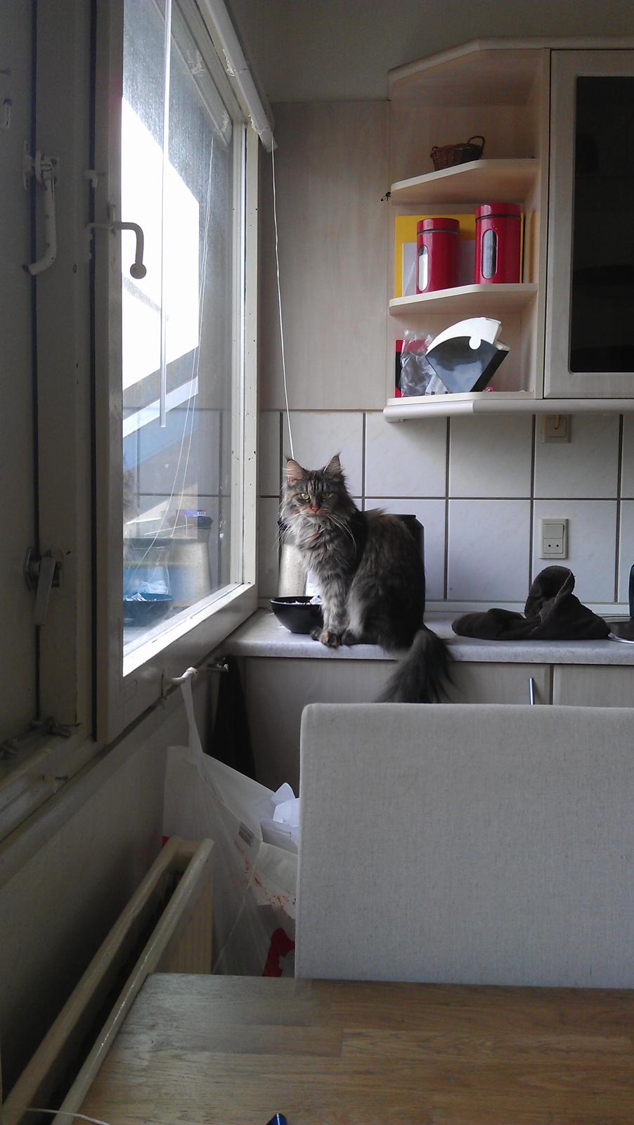 Maine Coon mille billede 4