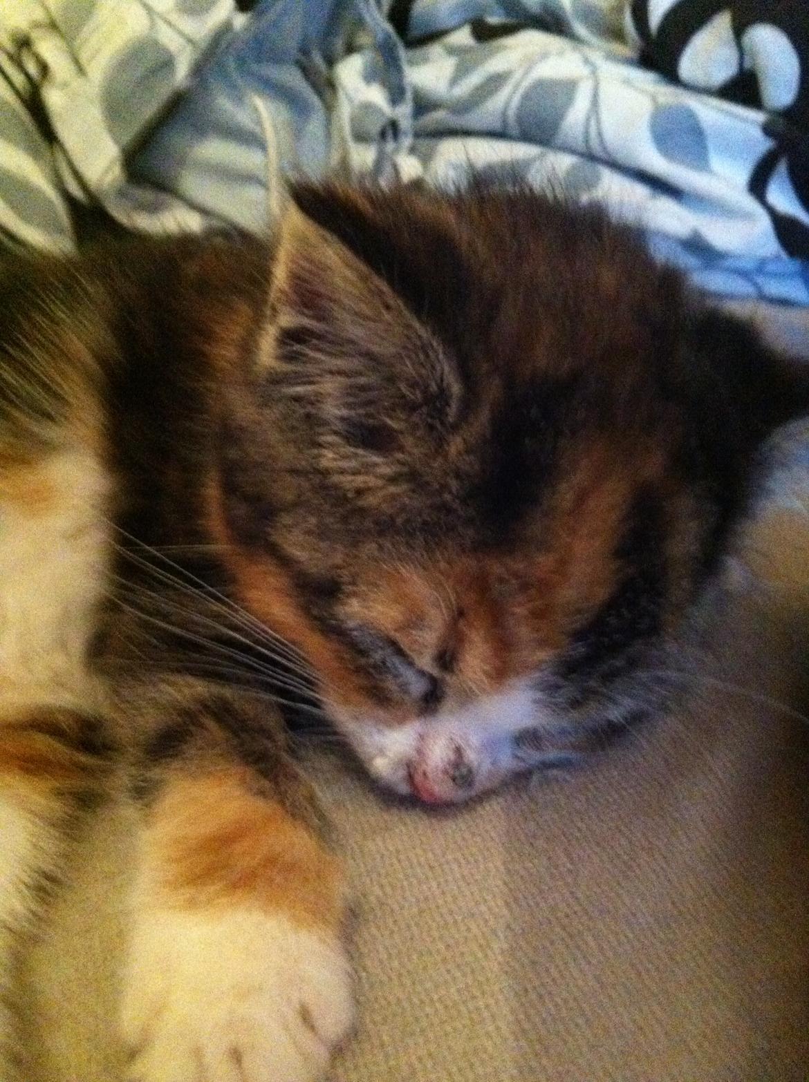 Huskat Lillefix - sove igen billede 9