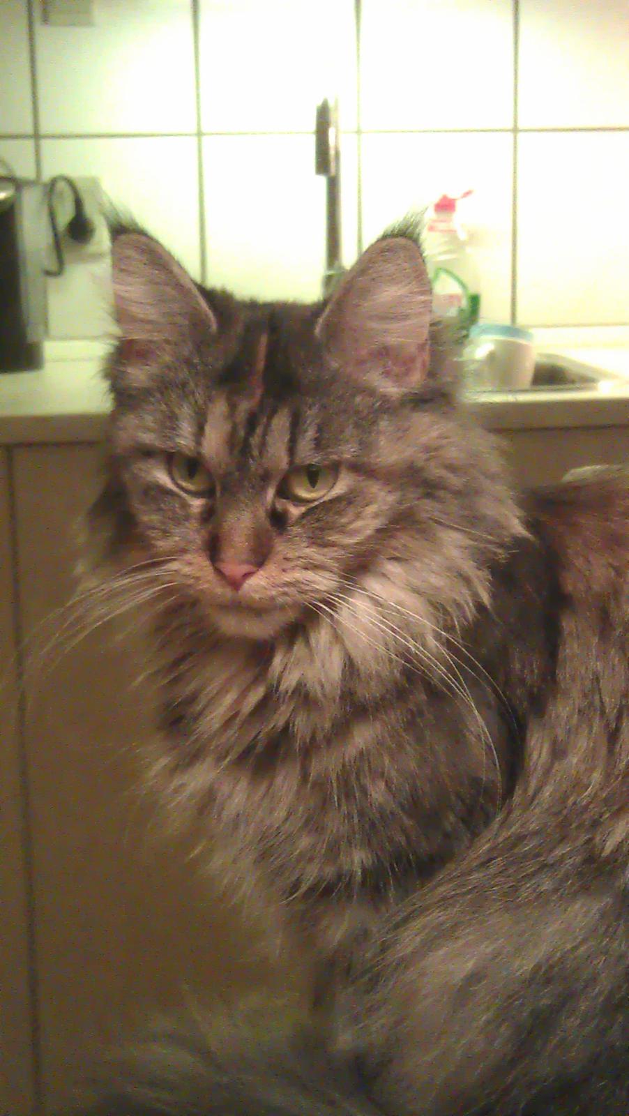 Maine Coon mille billede 10