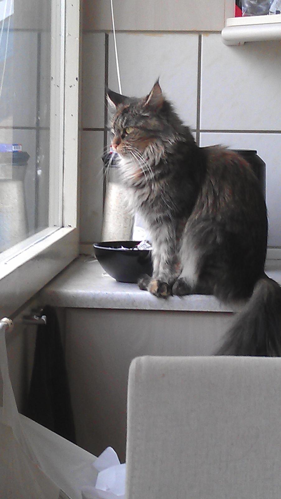 Maine Coon mille billede 2