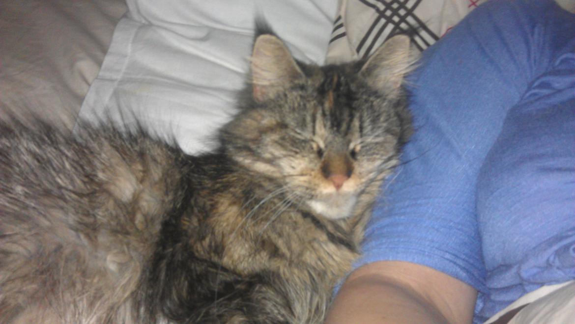 Maine Coon mille billede 3