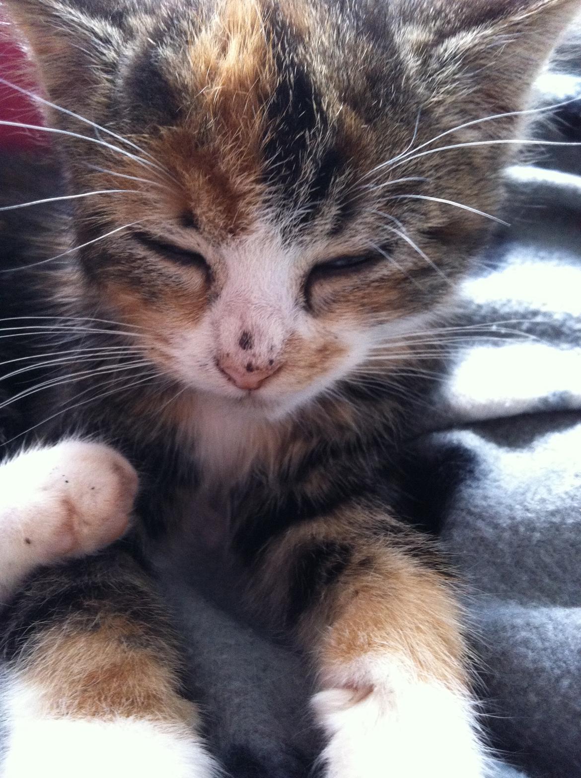 Huskat Lillefix - nyder livet billede 10