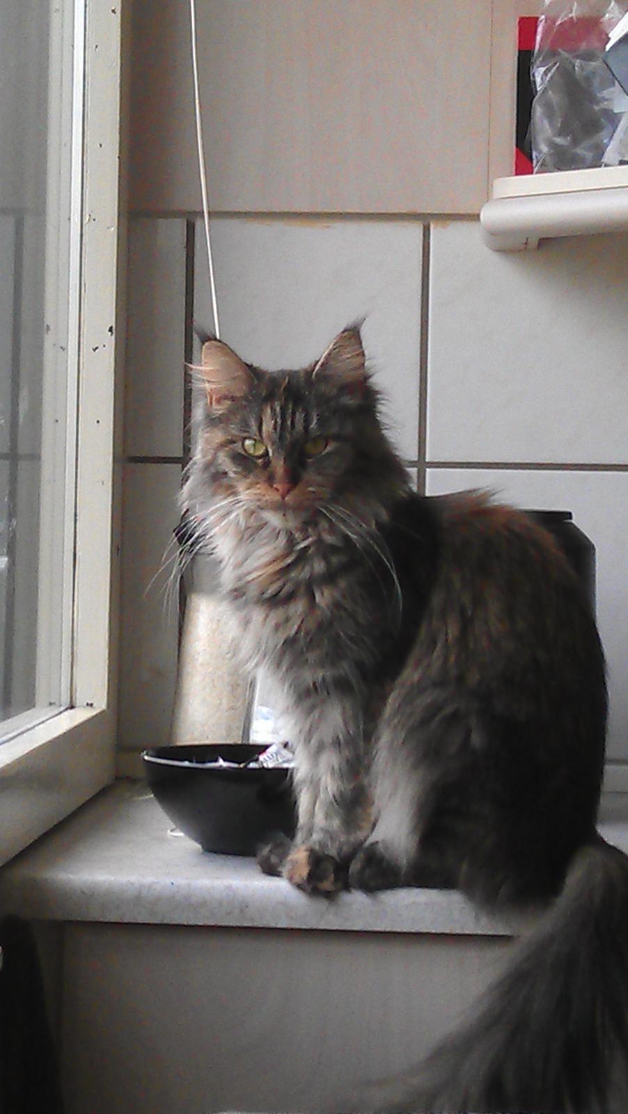 Maine Coon mille billede 11
