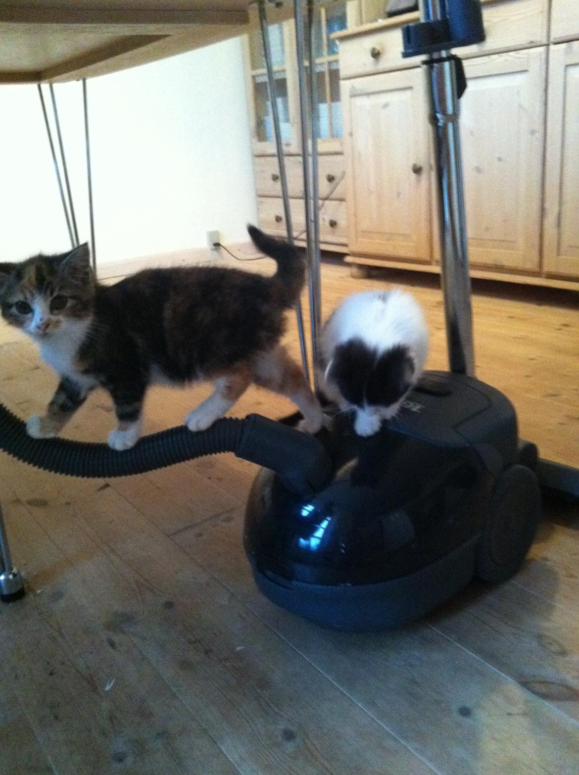 Huskat Lillefix - vi leger tarzan og jane billede 11