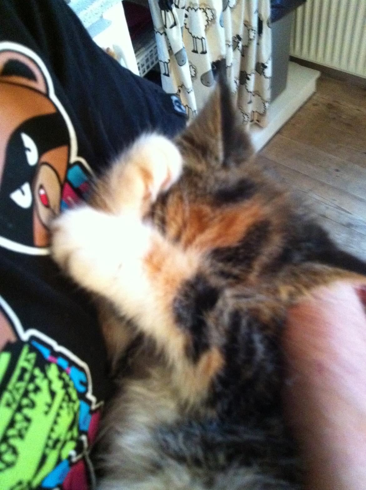 Huskat Lillefix - gemmer mig lige billede 12