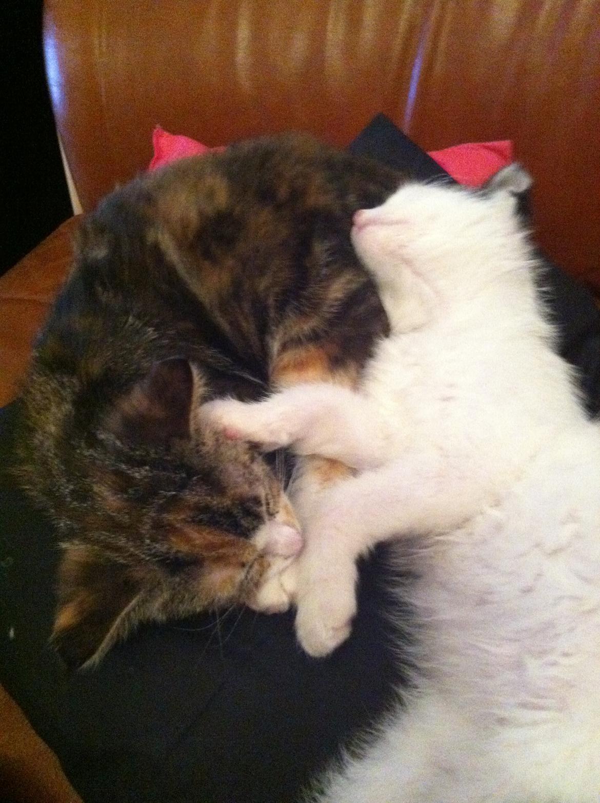 Huskat Lillefix - selvom vi slåser er hun nu en sød ven billede 14