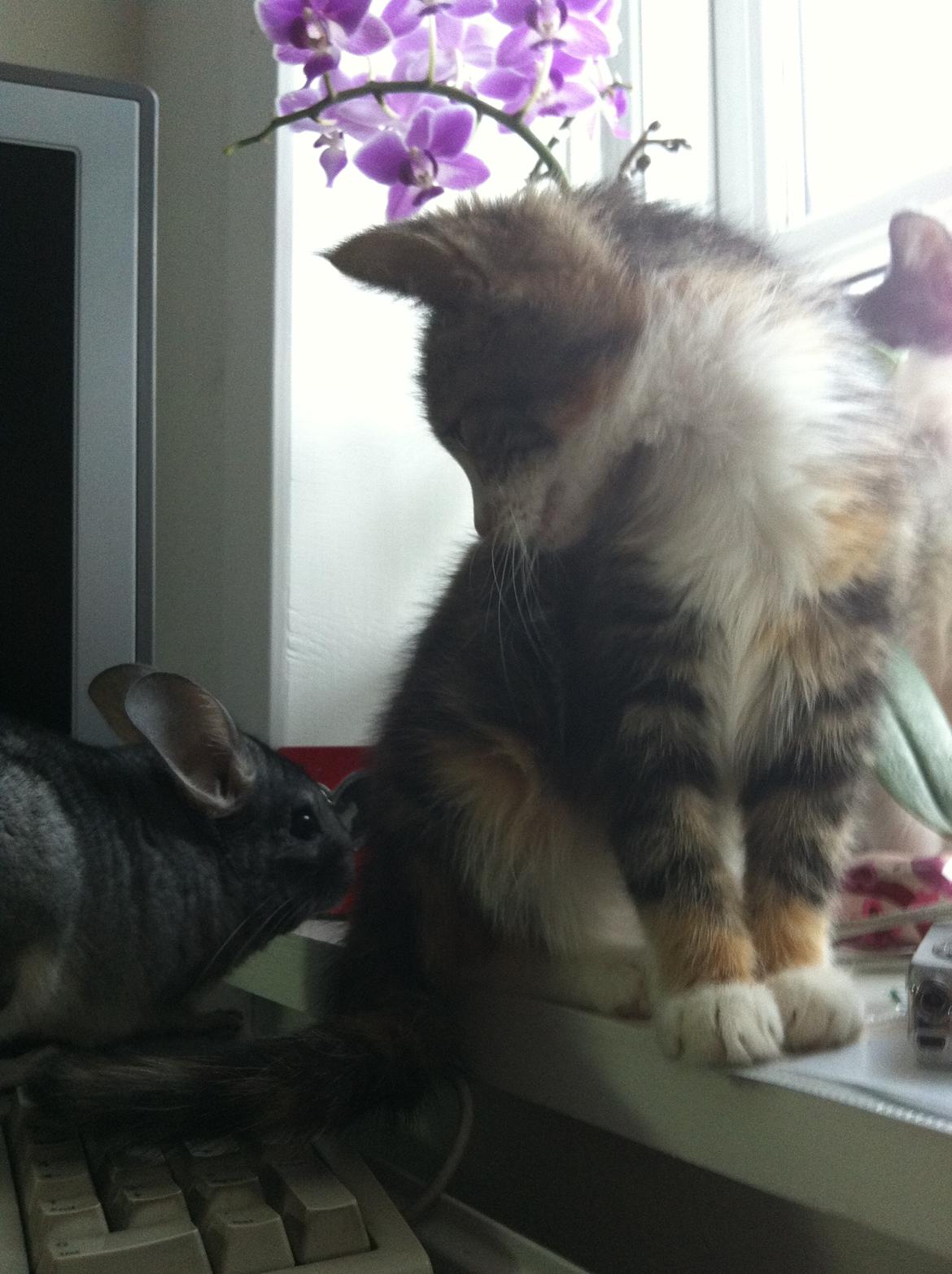 Huskat Lillefix - hvad alverden er det?? billede 15