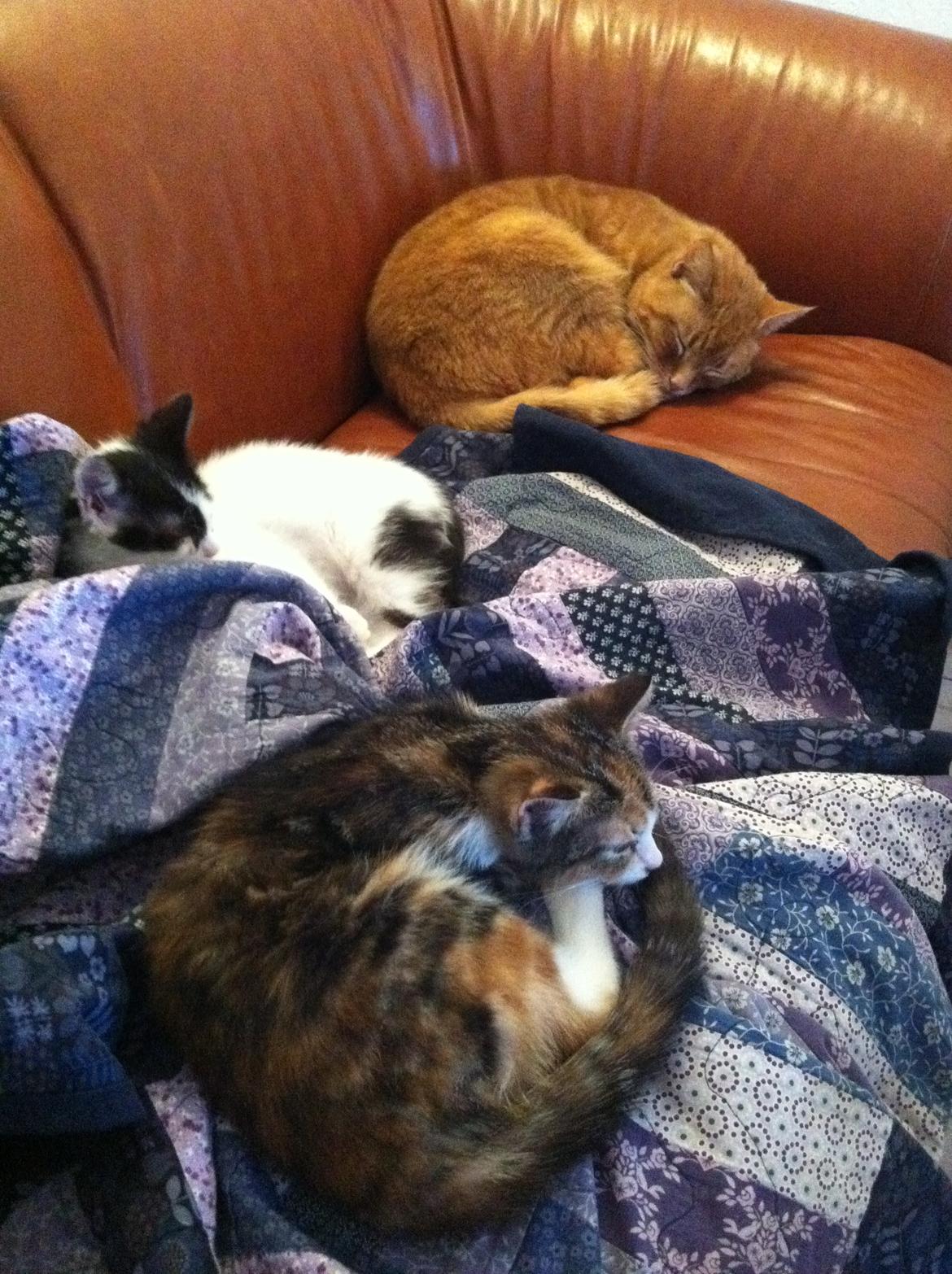 Huskat Lillefix - så putter vi alle tre.. hygge (selvom Garfield sjældent gider putte med os) billede 16