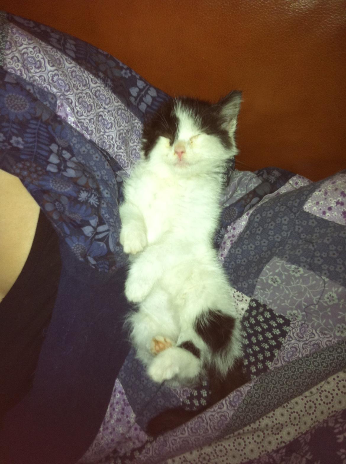 Huskat Dope - putte hos mor billede 1