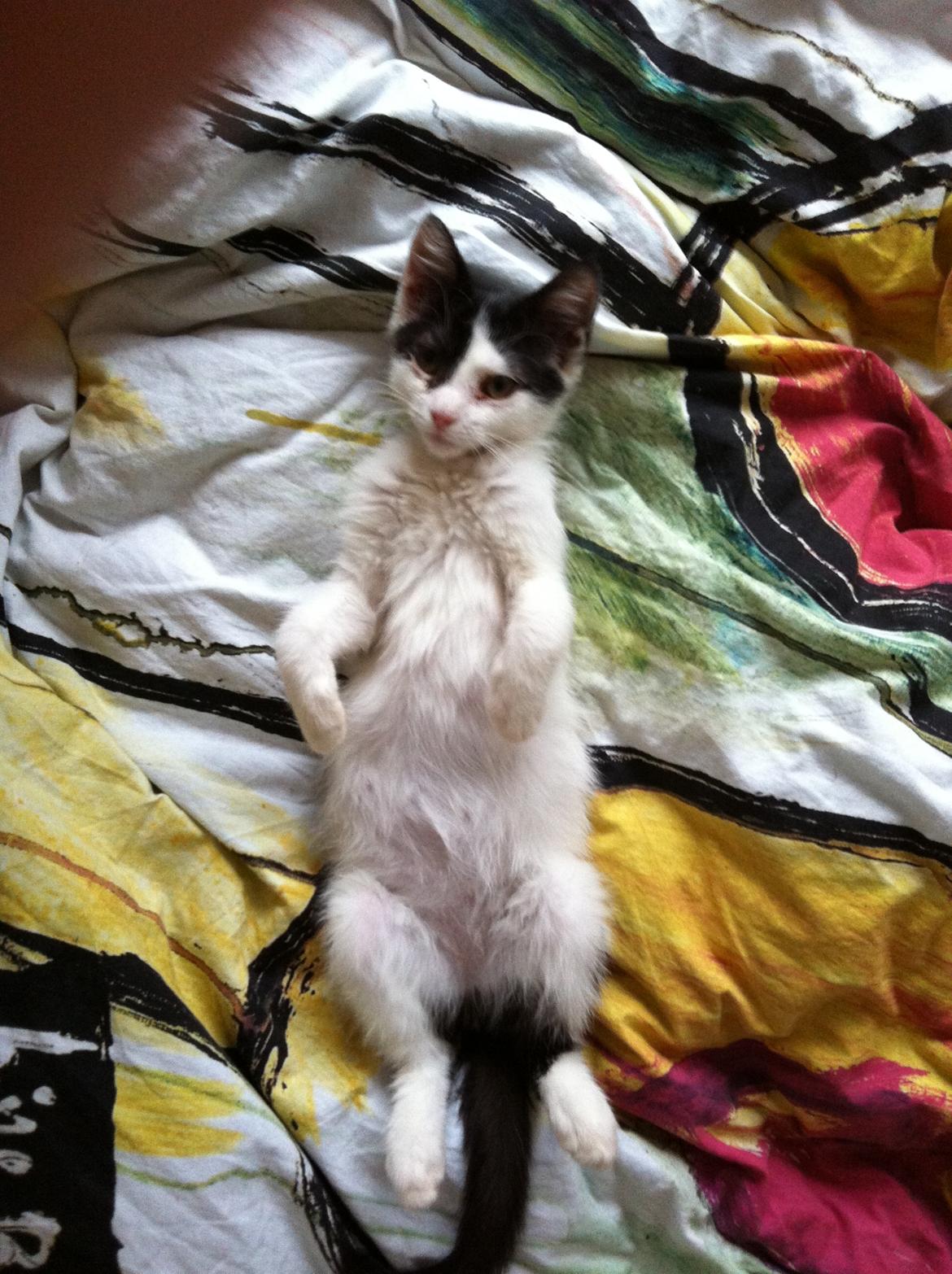 Huskat Dope - man ligger godt her billede 2