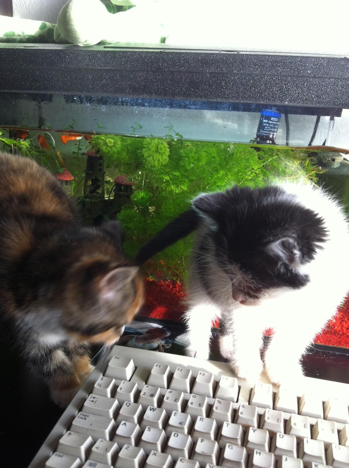 Huskat Dope - skal vi lege? billede 3