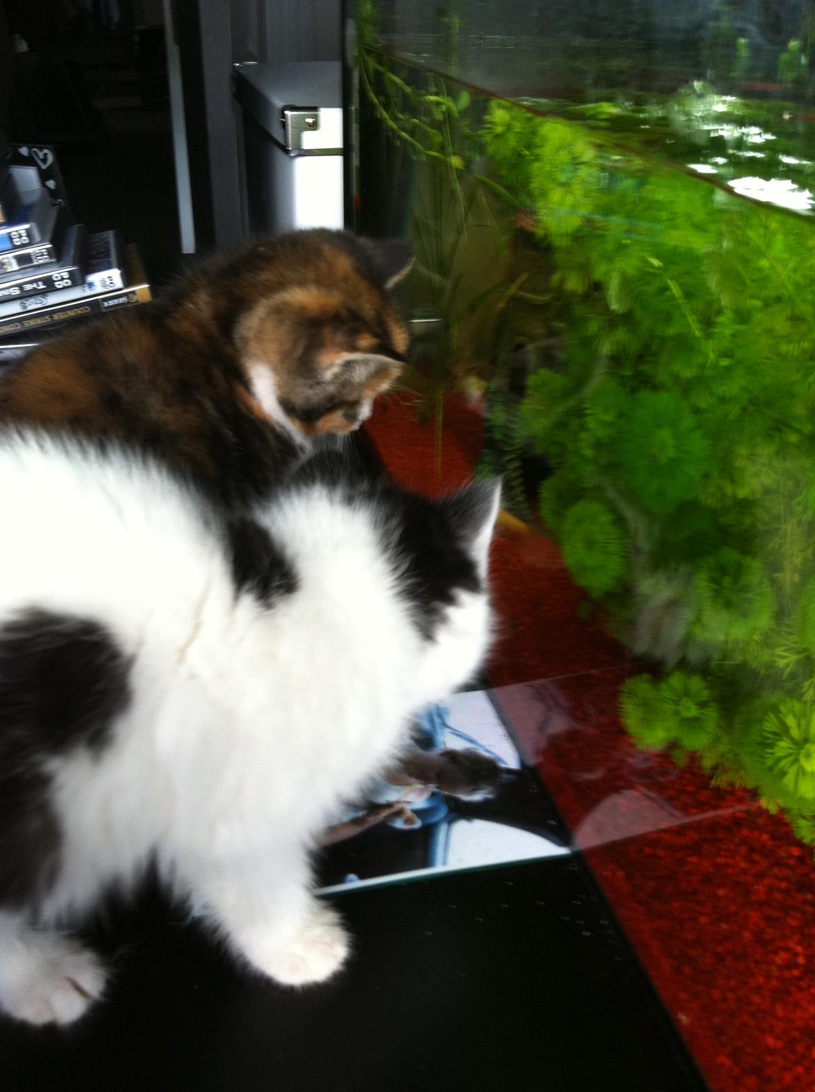 Huskat Dope - fiiiisk!! mums billede 4