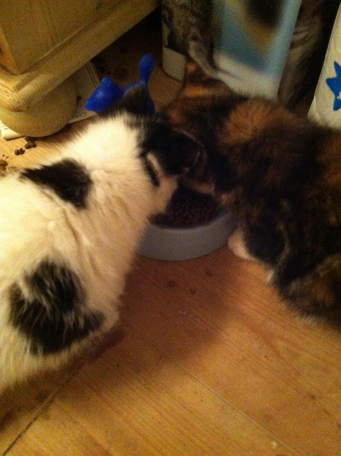 Huskat Dope - jeg deler aldrig, men i anledningen af billedet lader jeg som om jeg er dygtig billede 5