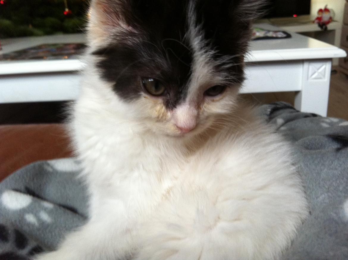 Huskat Dope - smukke pigen :-) billede 7