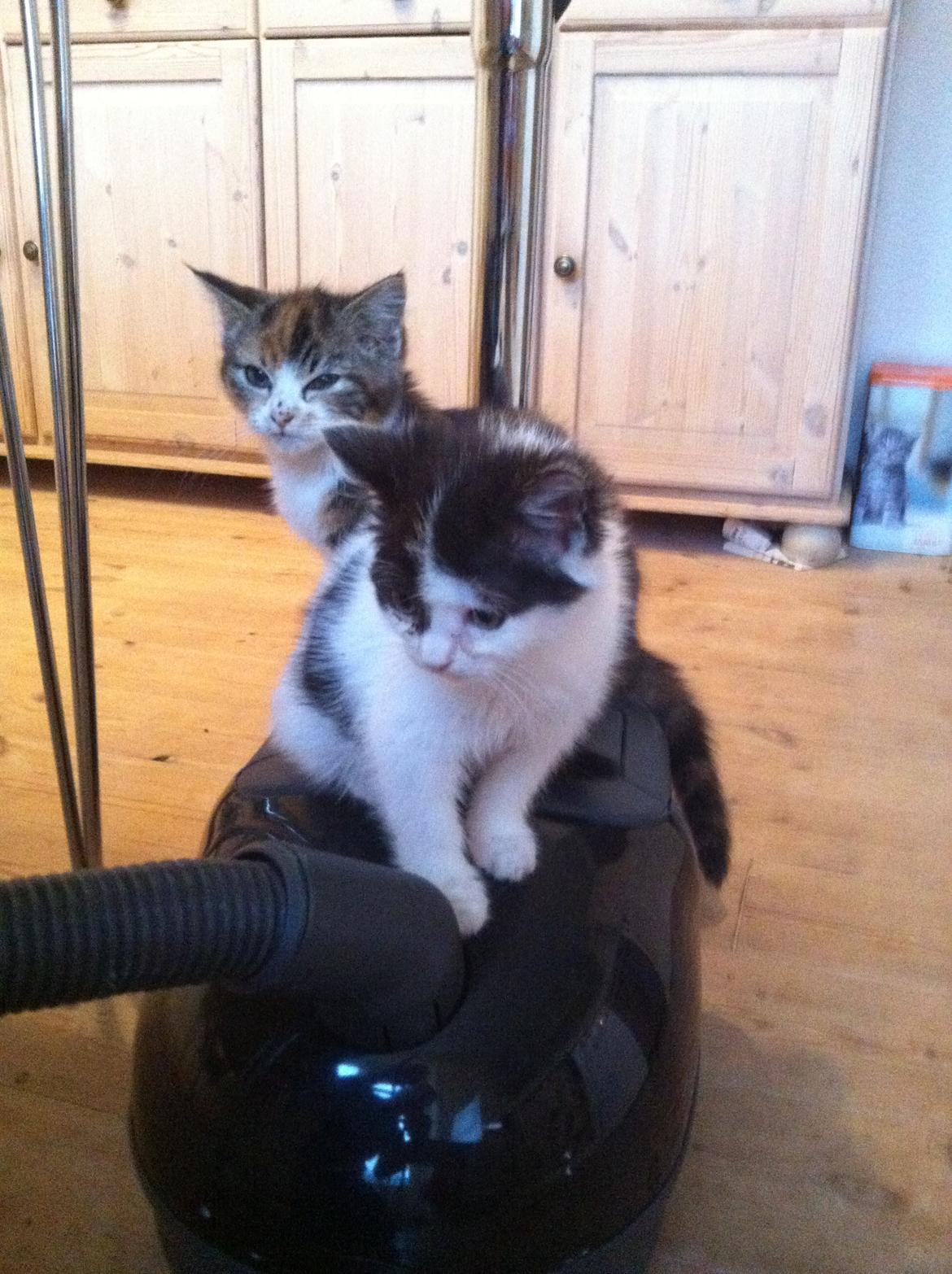 Huskat Dope - træk os, far, træk os!! billede 8