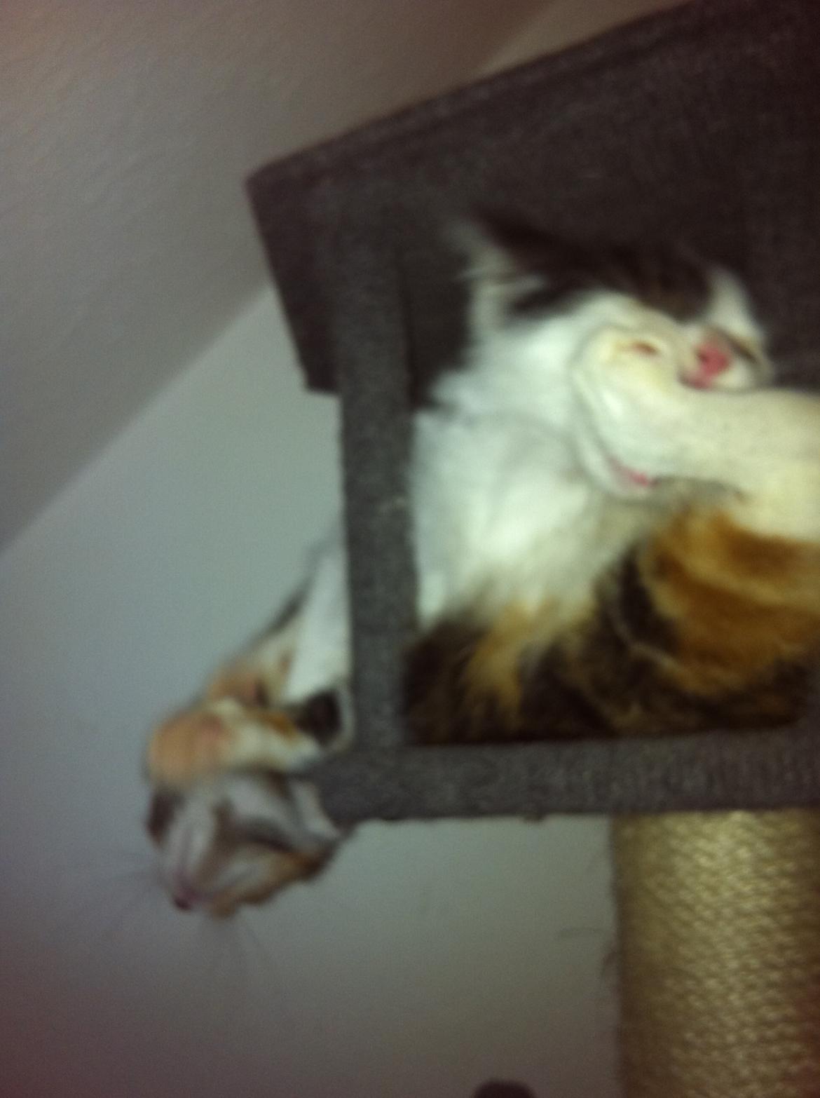 Huskat Dope - så skal hun have ;-) billede 9