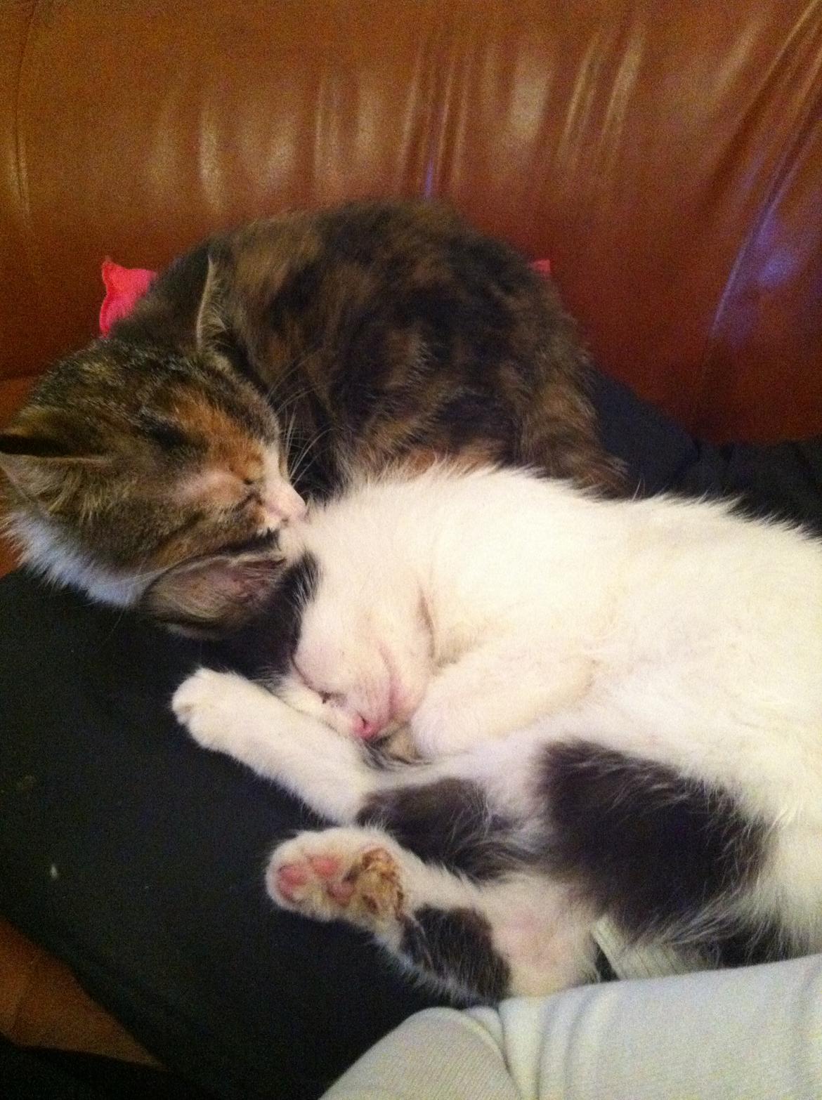 Huskat Dope - hun er nu også sød, hende lillefix billede 10